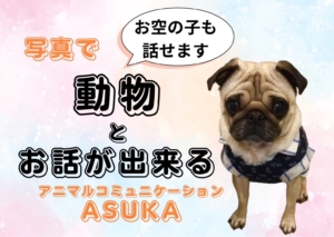 アニマルコミュニケーターAsuka