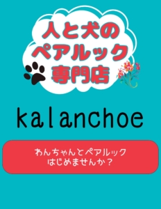 kalanchoe