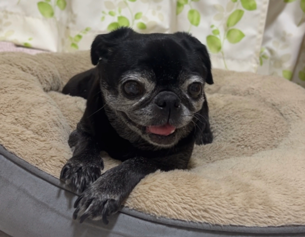 さくらちゃん