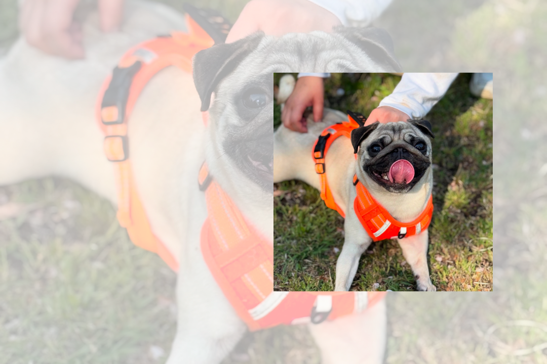 パグ取り置き8/26 パグフェス公式サイト