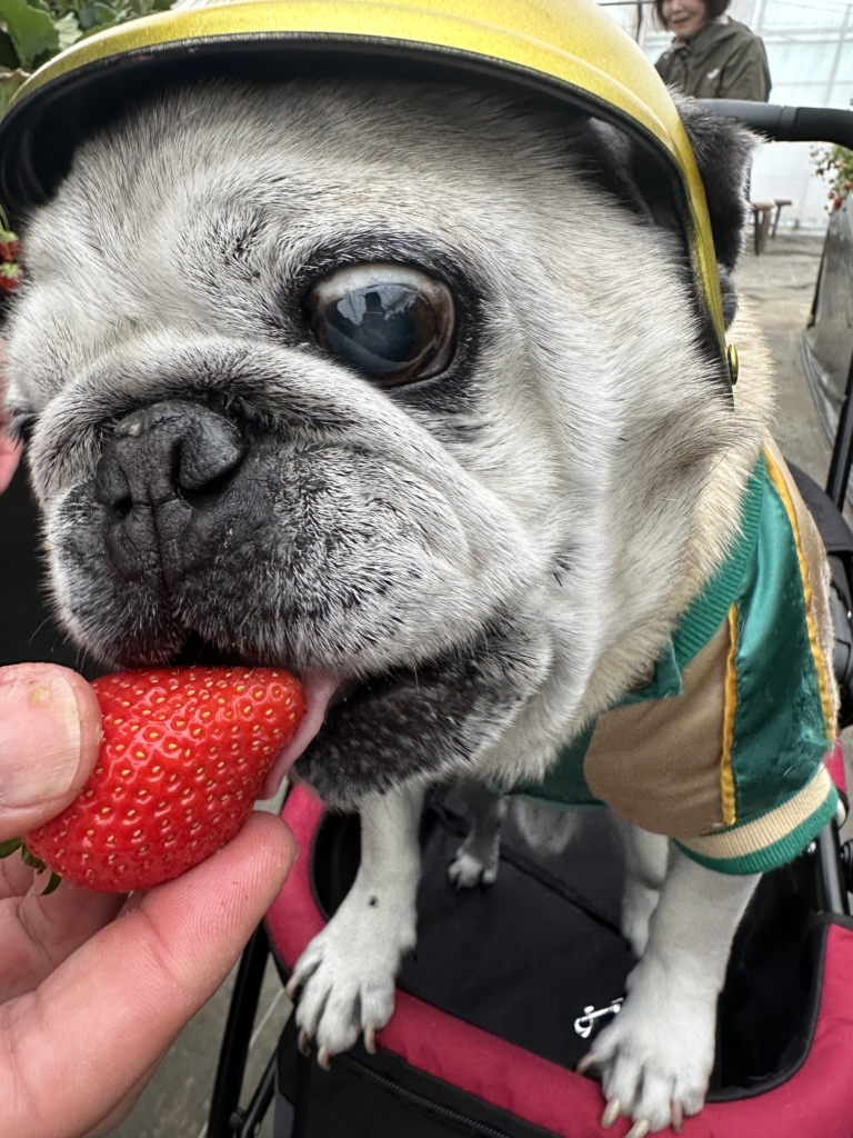 ケンシロウくん