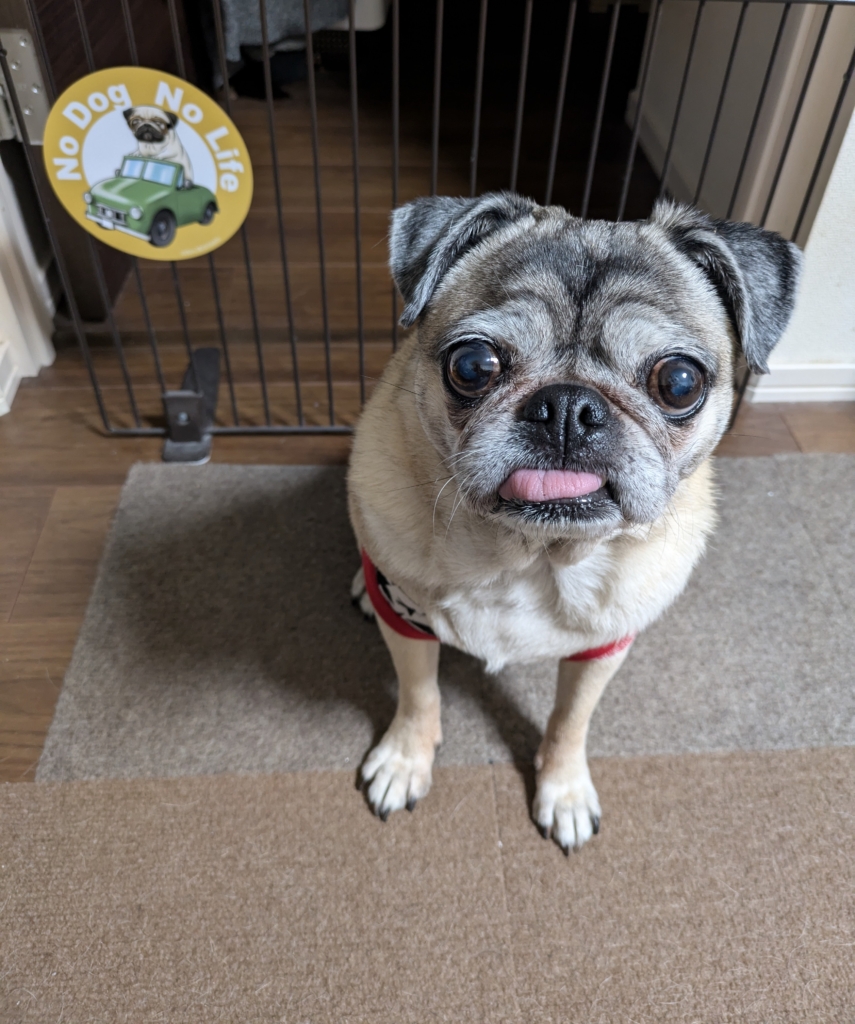 虎太郎（こたろう）くん