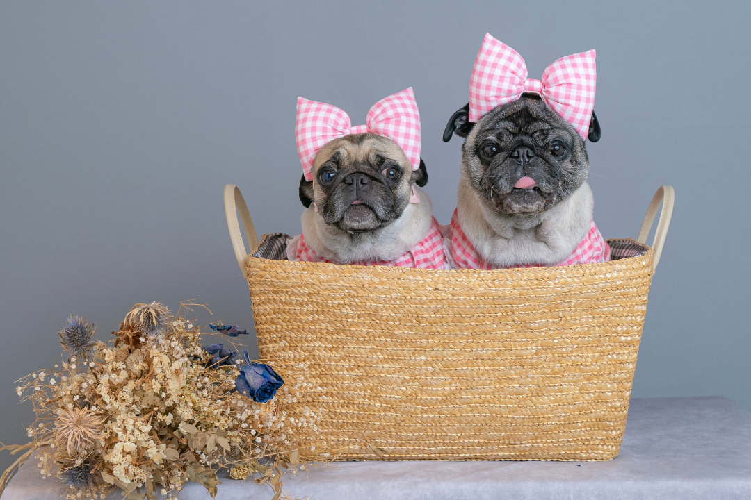 パグ取り置き8/26 パグフェス公式サイト