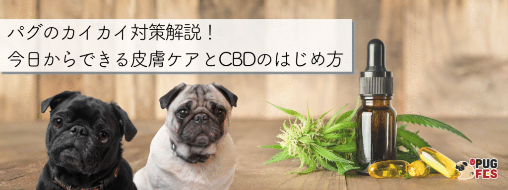 パグのカイカイ対策解説！ 今日からできる皮膚ケアとCBDのはじめ方