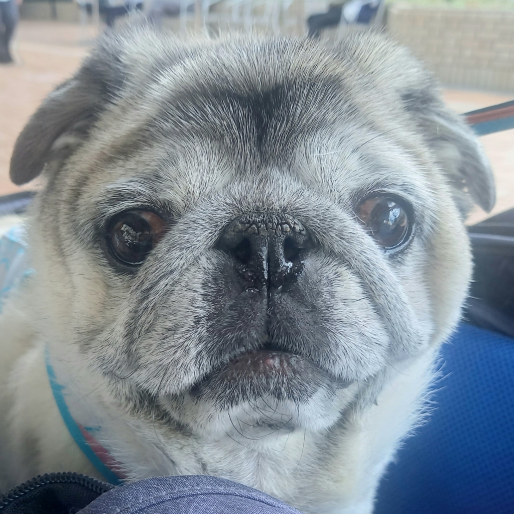 アディーナちゃん