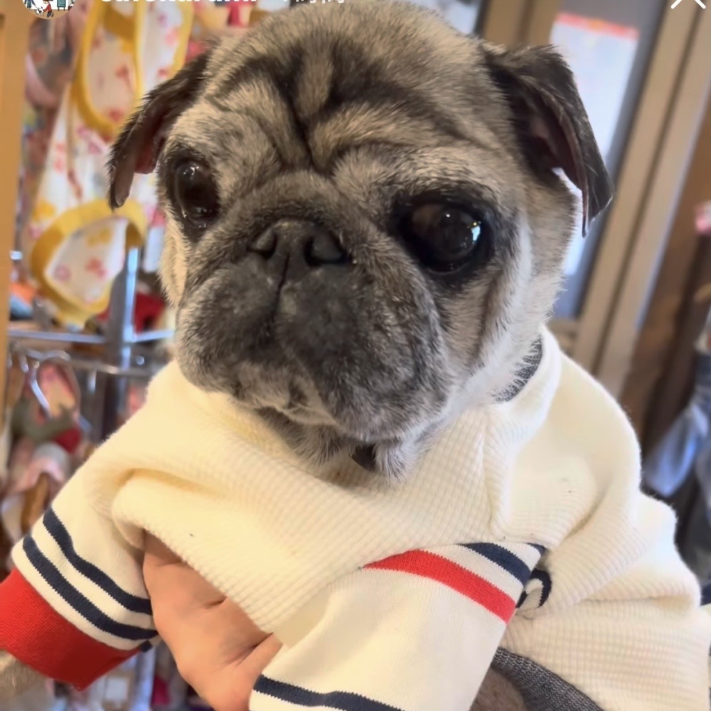 ぺちゃくん